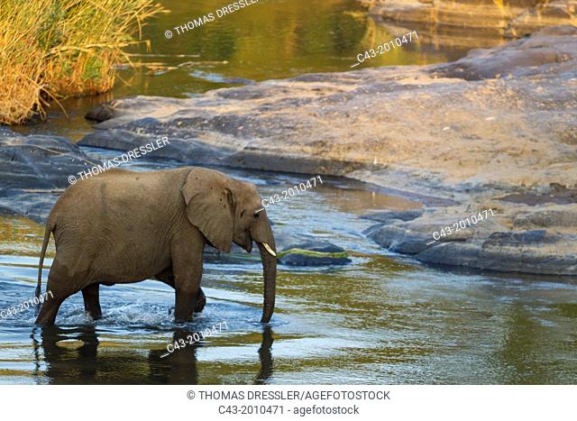 African Elephant (Loxodonta africana) - Wading through the Olifants River. Kruger National Park, South Africa
