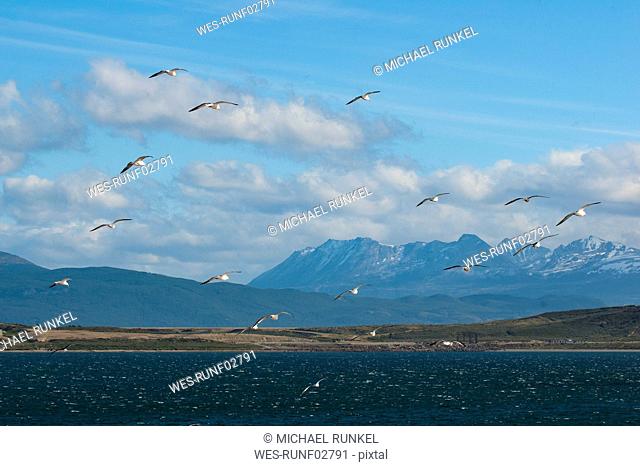 Seagulls in the harbour of Ushuaia, Tierra del Fuego, Argentina, South America