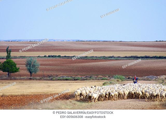 Herd of sheep moving in a way, Zaragoza Province, Aragon, Spain