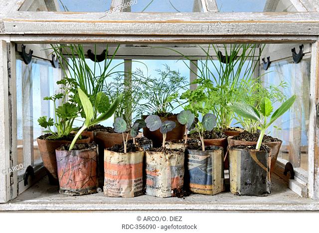 Different herbs in small green house, paper pot, courgette, nasturtium, chives, parsley / (Cucurbita pepo), (Tropaeolum majus), (Allium schoenoprasum)