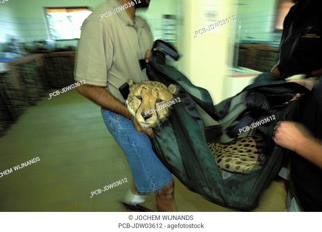 medical check up of cheetahs at CCF