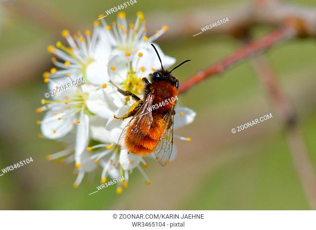 Tawny bee in spring on a tree. Rotpelzige Sandbiene an einer Bluete