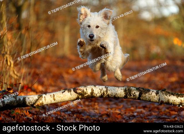 jumping Goldendoodle