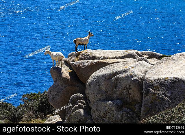 Domestic Goats (Capra aegagrus hircus) standing on a boulder at Capo Testa, Santa Teresa di Gallura, Sardinia, Italy, Europe