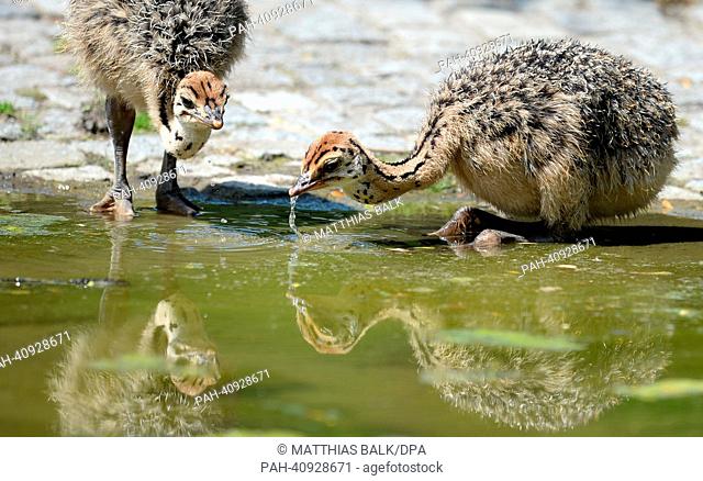Baby ostriches sip in the 25 degree temperatures at the zoo in Berlin,  Germany, 09 July 2013. Photo: MATTHIAS BALK | usage worldwide