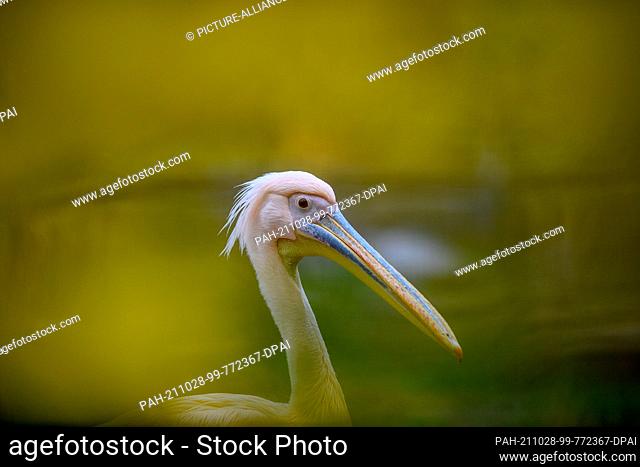 27 October 2021, Saxony-Anhalt, Magdeburg: A pelican at Magdeburg Zoo behind autumnal leaves. The pelicans of the zoo are now as the autumn days are slowly...