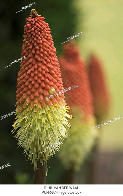 Three torch lilies Kniphofia uvaria also known as red hot poker or tritoma