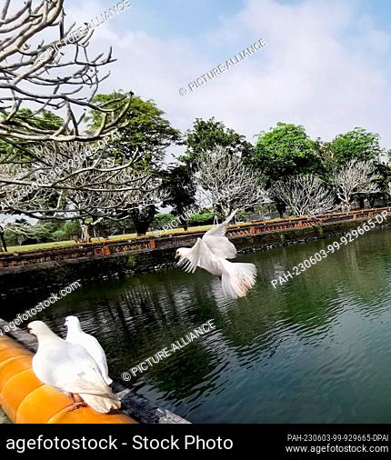03 March 2023, Vietnam, Hue: White pigeons fly by a pond in the Hue Citadel. Hue Citadel was the former residence of the emperors of the Vietnamese Nguyen...