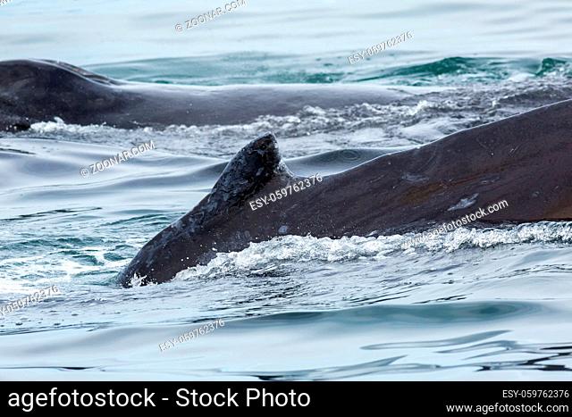Couple humpback whales in the Pacific Ocean. Water area near Kamchatka Peninsula