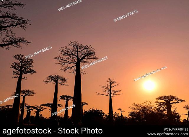 Silhouette baobab trees against clear sky at sunset in Morondava, Madagascar
