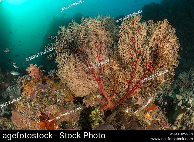 Sea Fan in Coral Reef, Melithaea sp., Komodo, Indonesia