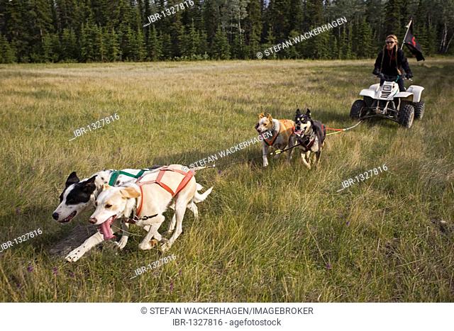 Team of Alaskan Huskies pulling a quad, four-wheeler, woman, dog sport, dry land sled dog race, Yukon Territory, Canada
