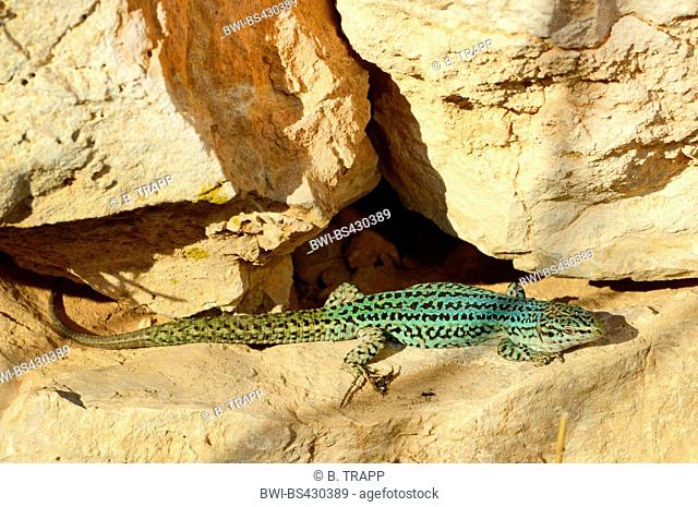 Formentera wall lizard (Podarcis pityusensis formenterae, Podarcis formenterae), male in its habitat, Spain, Balearen, Formentera