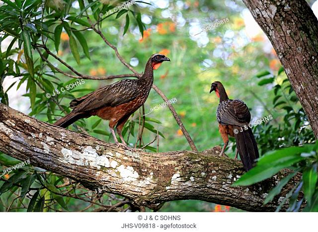 Chaco Chachalaca, (Ortalis canicollis pantanalensis), couple on tree, Pantanal, Mato Grosso, Brazil, South America