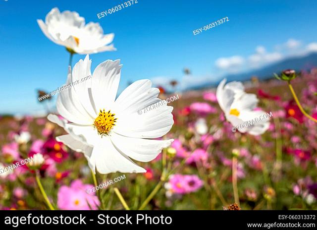pink cosmos flowers farm in the outdoor under blue sky