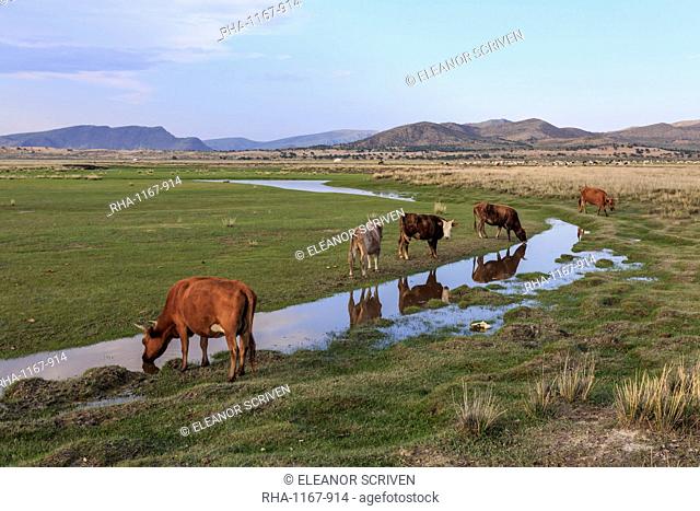 Cows reflected in a small pool, grass and mountains, evening, Khogno Khan Uul Nature Reserve, Gurvanbulag, Bulgan , Mongolia, Central Asia, Asia
