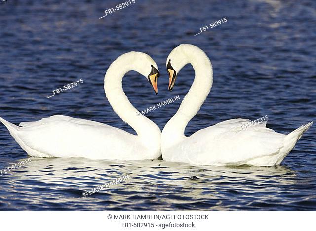 Mute Swan (Cygnus olor) pair in courtship greeting. Scotland