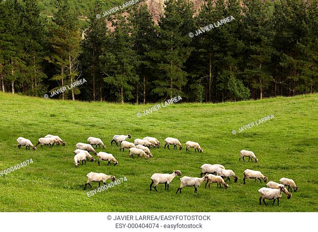 Sheep, Endoia, Zestoa, Gipuzkoa, Euskadi, Spain