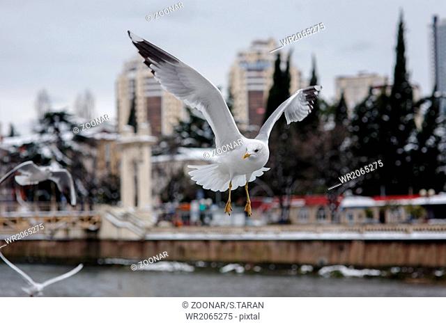 flying seagulls at city background