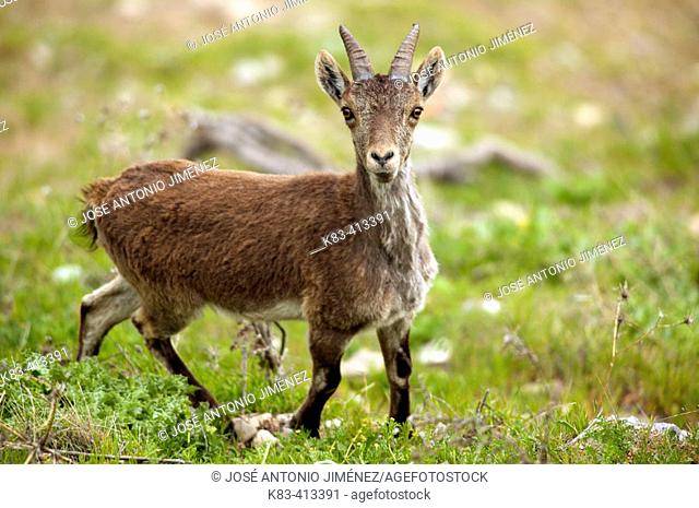Ibex (Capra pyrenaica)