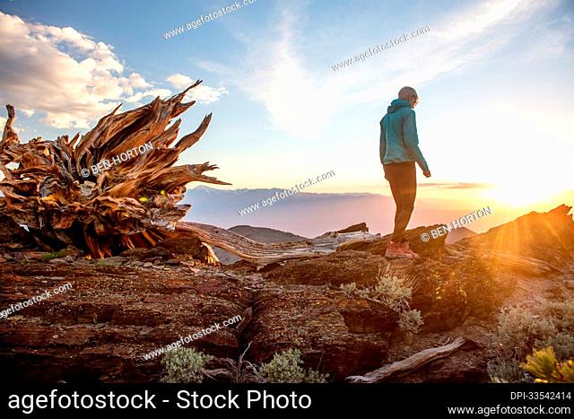 A woman stands by the base of an ancient bristlecone pine at sunset