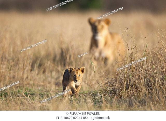 Lion Panthera leo six-week old cub, walking, with adult female in background, Masai Mara, Kenya