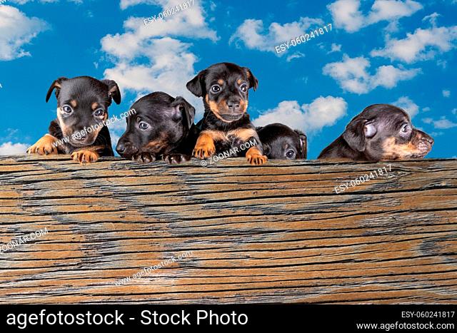 Front view of five Jack russel puppy heads, standing behind a wooden wall. Blue sky with clouds in the background, composite photo
