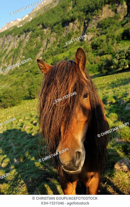 horse, Solvik Gard, Lyngseidet, Lyngen Alps, region of Lyngen, County of Troms, Norway, Northern Europe
