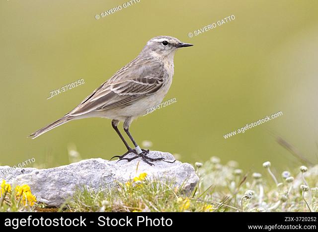 Water Pipit (Anthus spinoletta), side view of an adult standing on a rock, Abruzzo, Italy