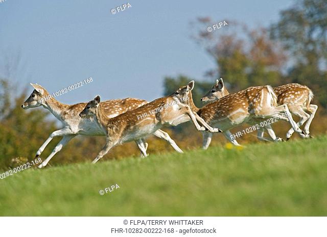 Fallow Deer Dama dama four does, running, Knole Park, Kent, England, autumn