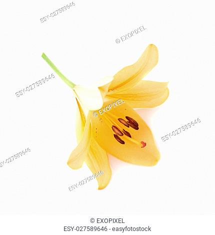 Yellow royal trinity lily lilium isolated over the white background