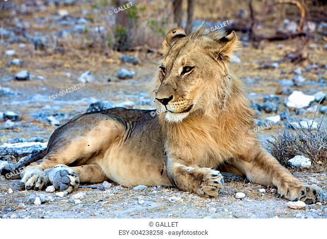beautifull lion at etosha national park namibia