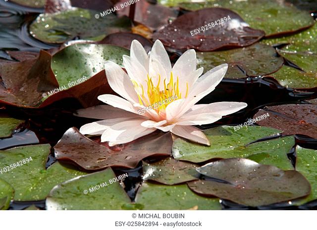 Shot of the white water lily on the water