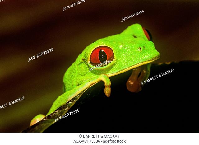Agalychnis callidryas, Red-eyed Leaf frog, Amphibian, Hylidae, Tree, Frogs, Costa Rica, Amphibia, Frogs, Toads, Anura, Rainforest