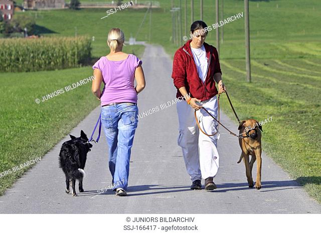 Two dogs with owners training walking to heel on a road. One of them is wearing a Halti headcollar which stops pulling