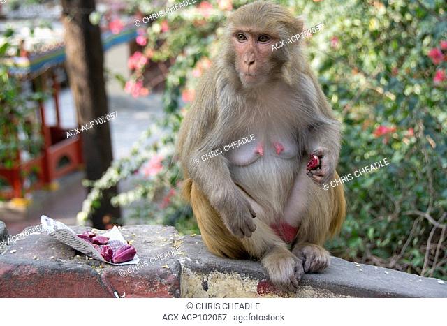 rhesus macaque (Macaca mulatta) at Muni Ki Reti, sometimes known as Lakshman Jhula, a bridge crossing the Ganges, Rishikesh area, Tehri Garhwal district