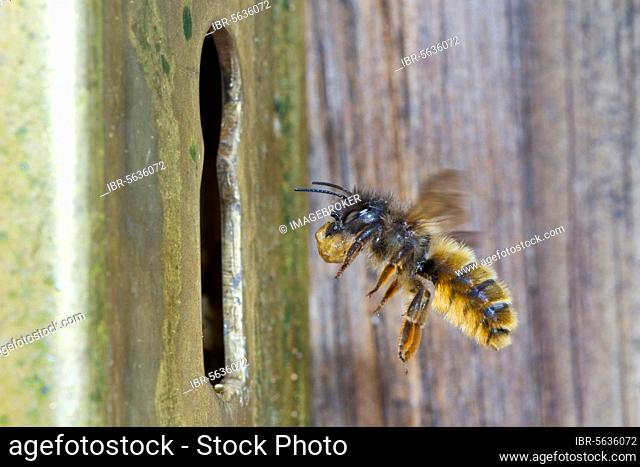 Red red mason bee (Osmia bicornis), an adult female in flight arriving at her nest with a mud ball in a door lock. Powys, Wales, United Kingdom, Europe