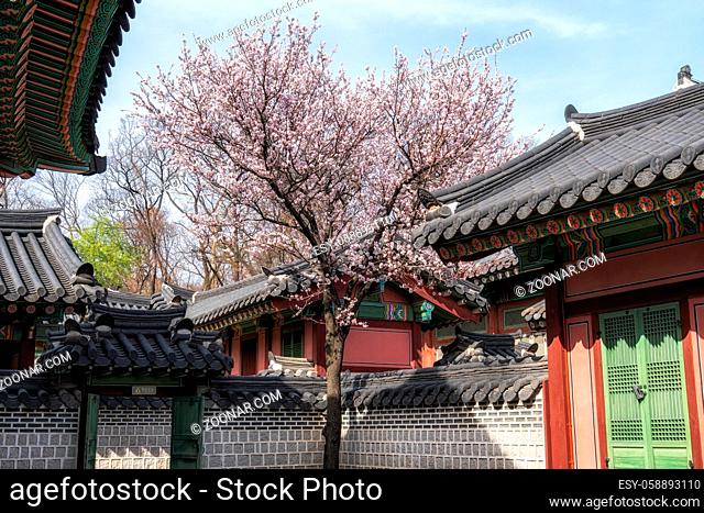 plum flower blossom tree amongst the Changdeokgung Palace architecture taken during spring time in Seoul, South Korea