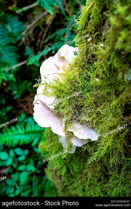 Oyster mushrooms, Pleurotus ostreatus, a Bracket Fungi, growing on mossy tree trunk, Hamilton Marsh, Vancouver Island, British Columbia, Canada
