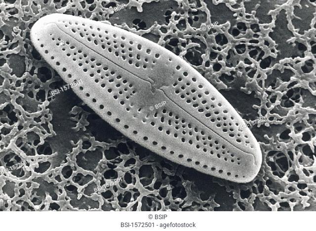 PLANKTON, SEM<BR>Pinnularia diatom. Valve displays little holes, termed stria (striae), arranged in rows. SEM 4800x
