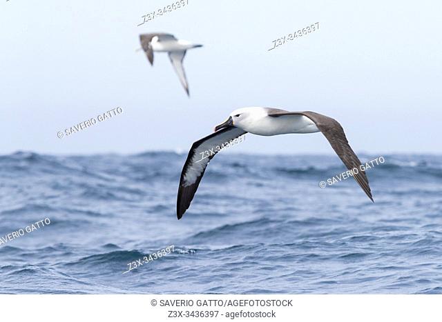 Indian Yellow-nosed Albatross (Thalassarche carteri), adult in flight, Western Cape, South Africa