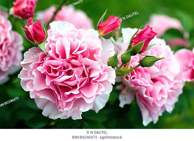 ornamental rose Rosa 'Portmeirion', Rosa Portmeirion, cultivar Portmeirion