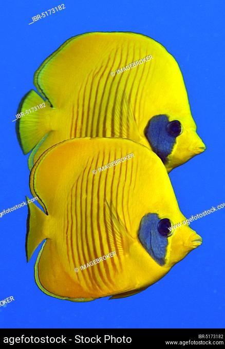 Maskarill mask butterfly fish, mask butterfly fish (Chaetodon semilarvatus), Red Sea, Egypt, Africa