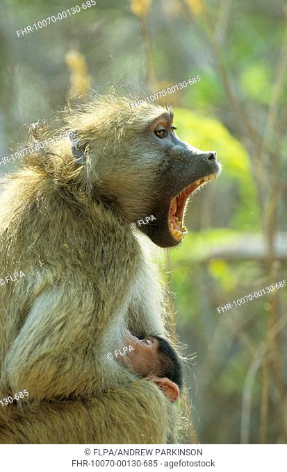 Chacma Baboon Papio cynocephalus ursinus adult female with mouth open, suckling infant, Moremi Game Reserve, Botswana