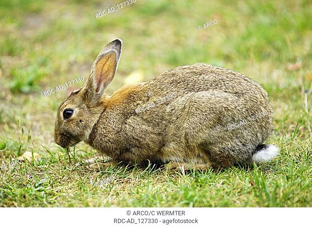 European Rabbit Netherlands Oryctolagus cuniculus side