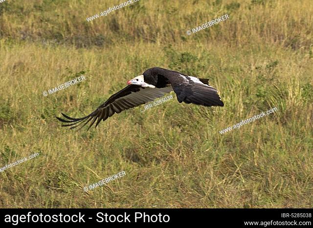 White-headed vulture (Trigonoceps occipitalis), adult in flight, Masai Mara Park in Kenya