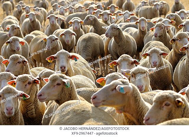 Herd of merino sheep. La Serena. Cabeza del buey. Badajoz province. Extremadura. Spain