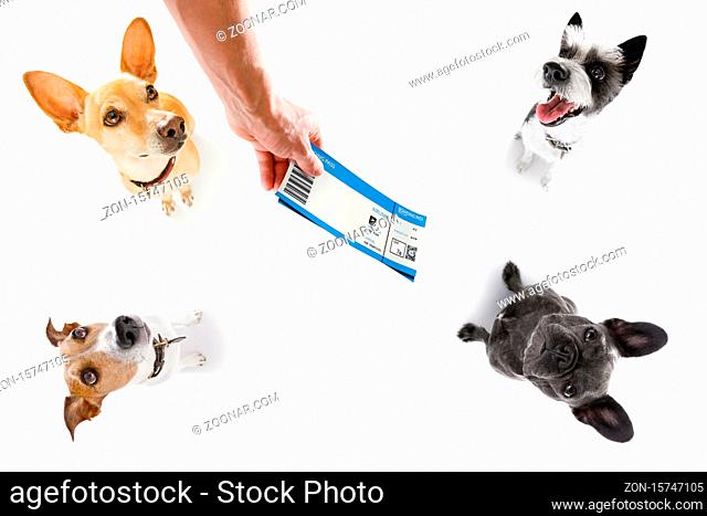 holiday vacation group of dogs waiting in airport terminal ready to board the airplane or plane at the gate, flight ticket with owner