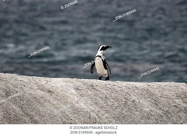 Pinguin, Brillenpinguin, Boulders Beach, Simons Town, Western Cape, Suedafrika (Spheniscus demersus)