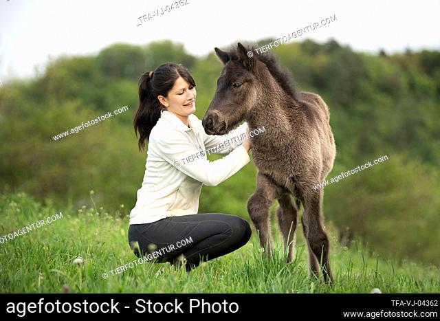 Icelandic horse foal
